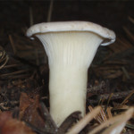 Clitocybe