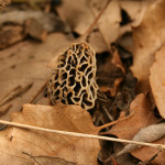 Morchella