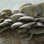 Pleurotus ostreatus