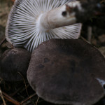 Tricholoma Terreum